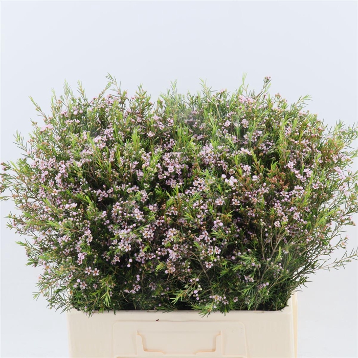 <h4>Chamelaucium Romi</h4>