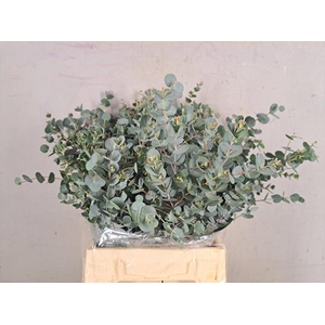 Eucalyptus Gunni Bs 200g