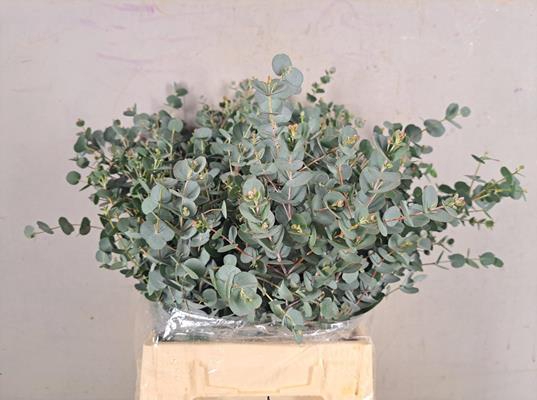 <h4>Eucalyptus Gunni Bs 150g</h4>