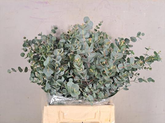 <h4>Eucalyptus Gunni Kort Bs</h4>