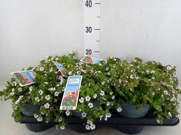 <h4>Gypsophila   ...</h4>