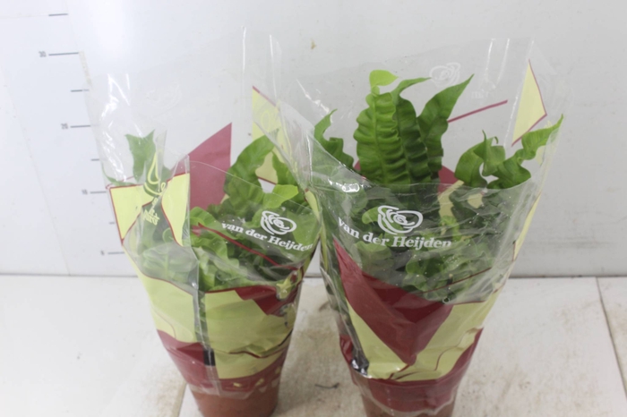 <h4>ASPLENIUM CRISPY WAVE P14</h4>