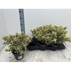 HEBE AND VARIEGATA