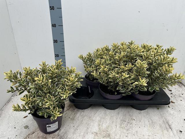 <h4>HEBE AND VARIEGATA</h4>