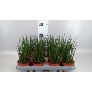 Sansevieria  'Fernwood'