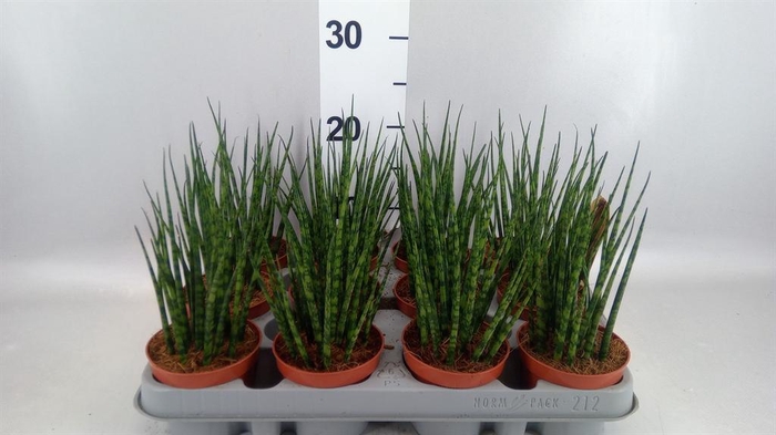 <h4>Sansevieria  'Fernwood'</h4>