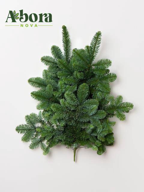 <h4>ABIES NOB BLAU BUND</h4>