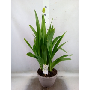 Ornithogalum saundersiae