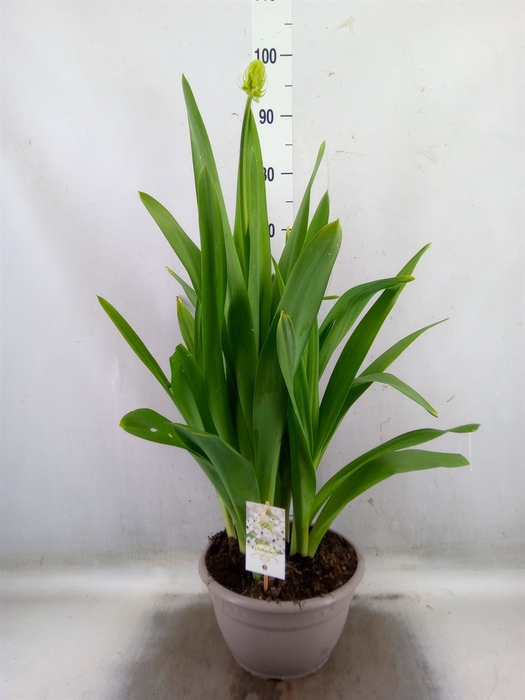 <h4>Ornithogalum saundersiae</h4>
