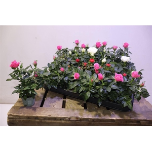 Ro Kordana Gem 3 Srt