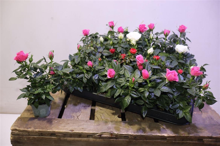 <h4>Ro Kordana Gem 3 Srt</h4>