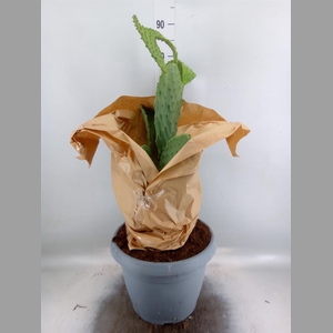 Opuntia