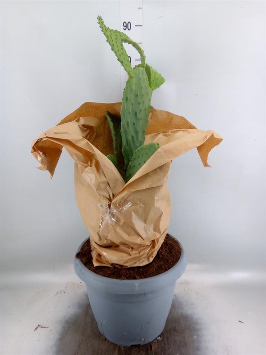 <h4>Opuntia</h4>