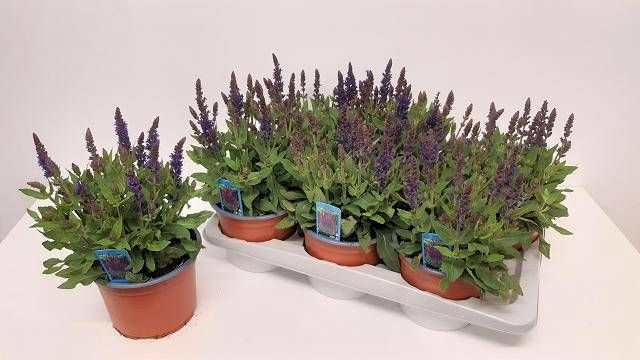 <h4>SALVIA NE SE DP BLUE</h4>