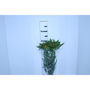 ALSTROEMERIA CHEERIO 080 CM
