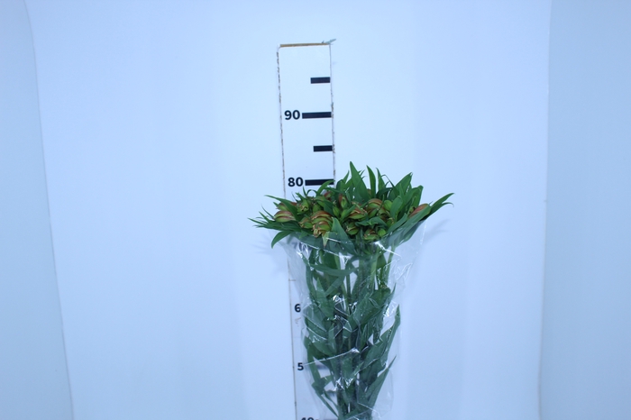 ALSTROEMERIA CHEERIO 080 CM