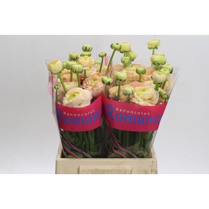 Ranunculus Romance Salerno