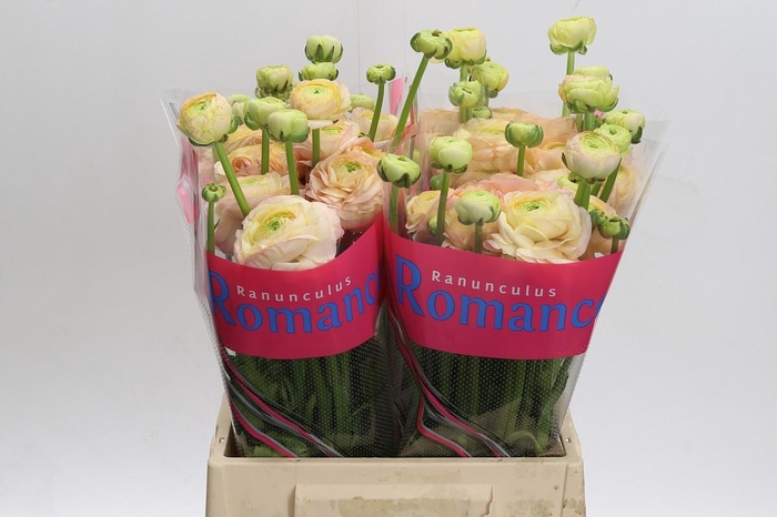 <h4>Ranunculus Romance Salerno</h4>