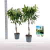 Ficus Amstel King