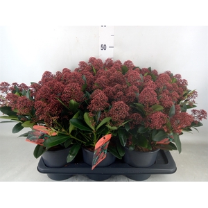 Skimmia jap. 'Rubella'