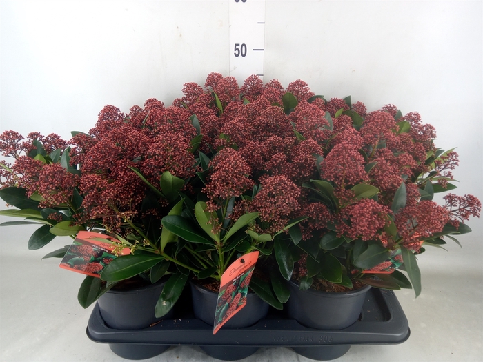 <h4>Skimmia jap. 'Rubella'</h4>