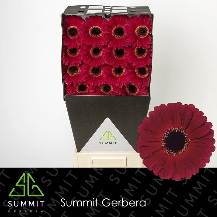 <h4>Gerbera Dark Diamond Diamond</h4>