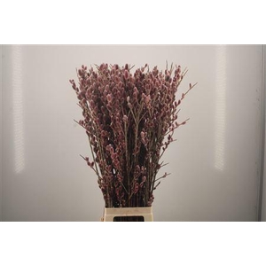 Salix Ch Red Passion