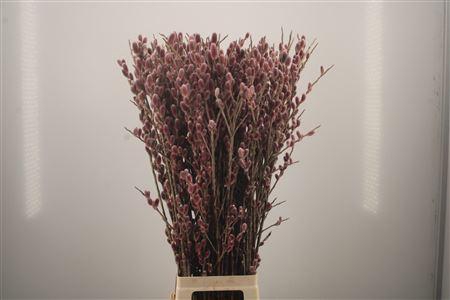 <h4>Salix Ch Red Passion</h4>