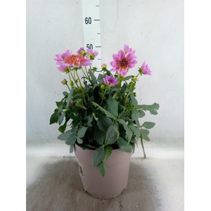 Dahlia  'Dalina Maxi Stardust Pink'