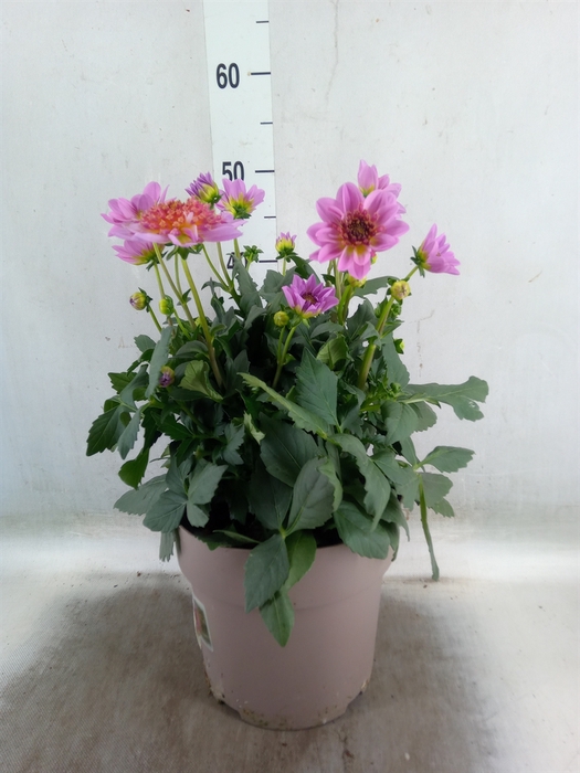 <h4>Dahlia  'Dalina Maxi Stardust Pink'</h4>