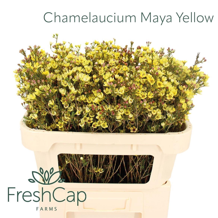 <h4>Chamelaucium Maya Yellow</h4>