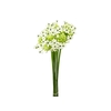ORNITHOGALUM SAUNDERSIAE 070 CM