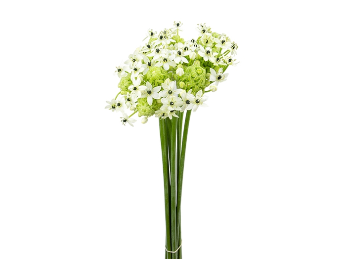 ORNITHOGALUM SAUNDERSIAE 070 CM