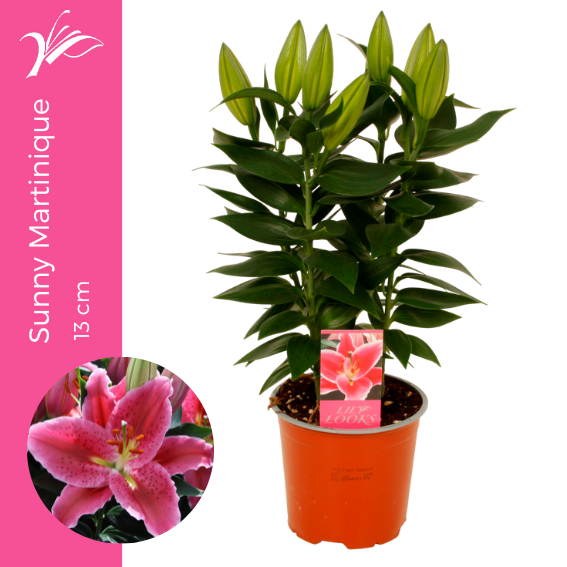 <h4>Lilium Sunny Martinique 13 cm (or. lelie)</h4>
