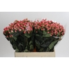 Hypericum Sweet Romance