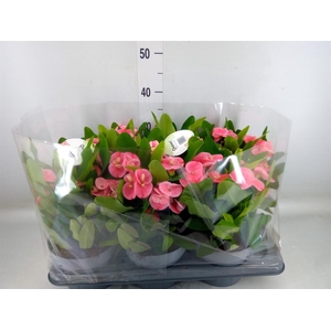 Euphorbia milii   ...