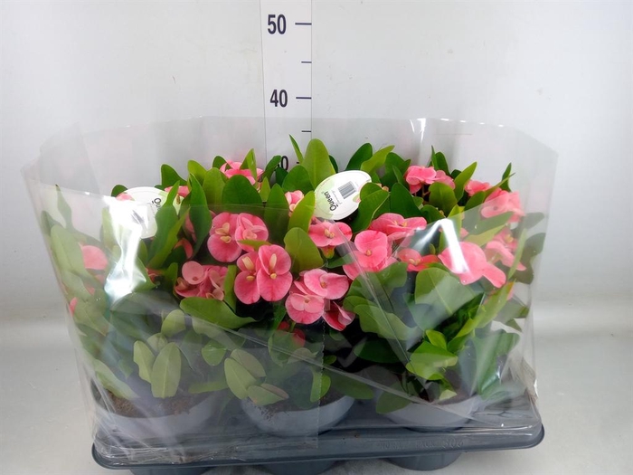 <h4>Euphorbia milii   ...</h4>