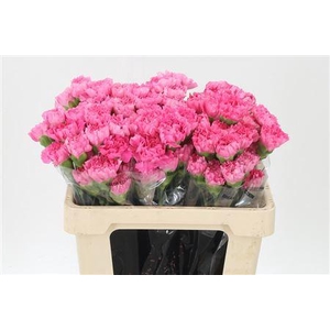 Di St Std Tonic Golem