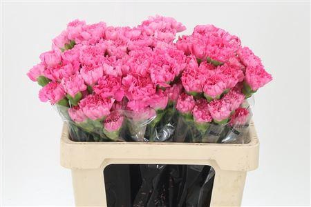 <h4>Di St Std Tonic Golem</h4>