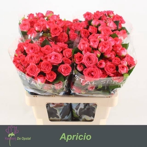 Rosa spray apricio