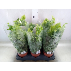 Phlebodium aureum 'Davana'