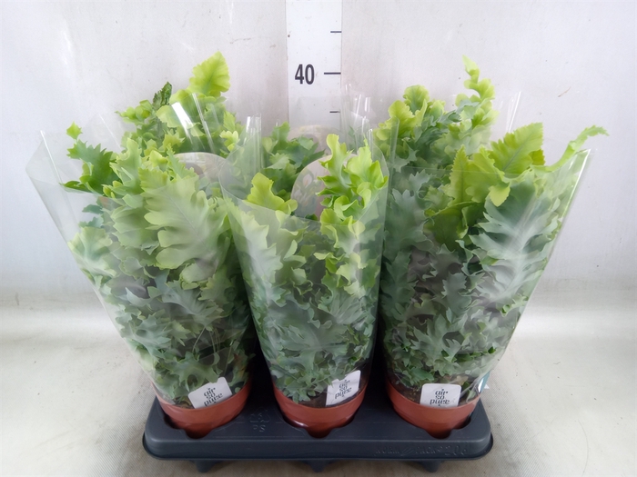 <h4>Phlebodium aureum 'Davana'</h4>