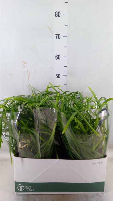 <h4>Rhipsalis   ...</h4>