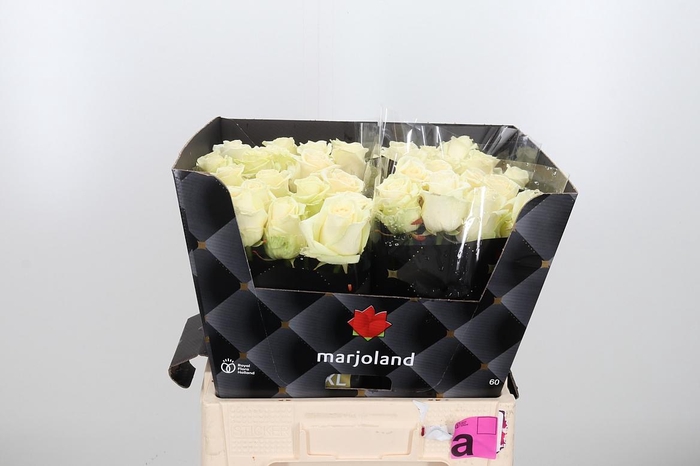 <h4>R Gr Dolomiti</h4>