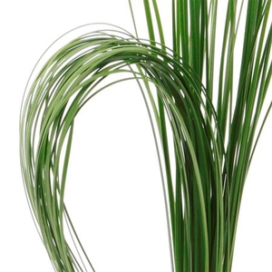 Speargrass