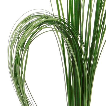 <h4>Speargrass</h4>