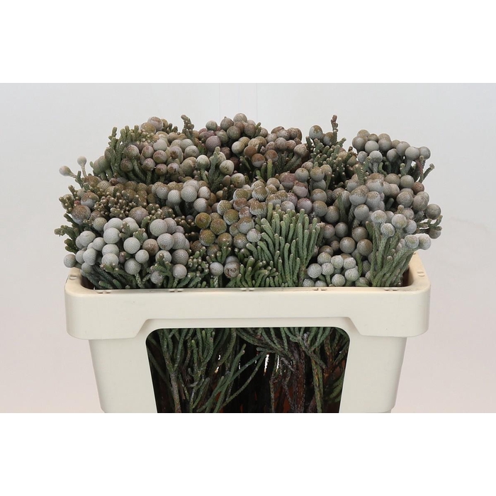 <h4>Brun Laevis</h4>