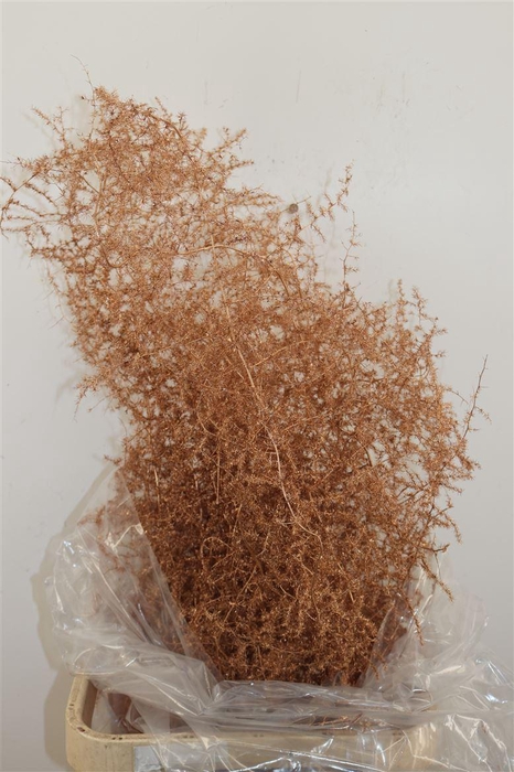 <h4>Sprengerie Wild Gold P Stem</h4>