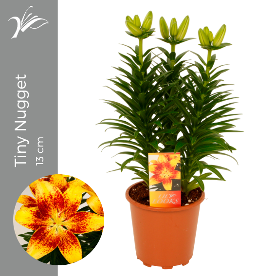 <h4>Lilium Tiny Nugget 13 cm (az. lelie)</h4>