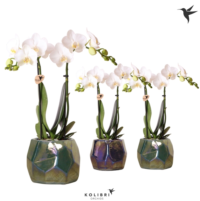 <h4>Kolibri Orchids Phalaenopsis white 2 spike mix in Pearl pot blue</h4>